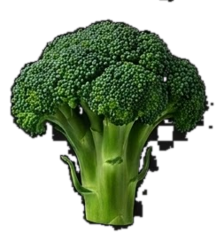 Broccoli — fresh organic produce