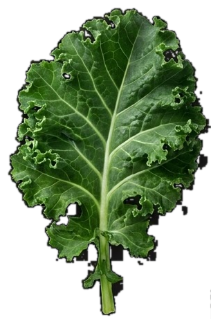 Kale — fresh organic produce